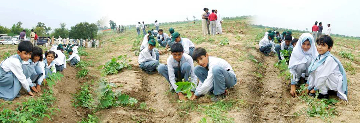 Plantation in Changa Manga Forest